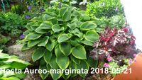 HostaAureo-marginata2018-05-21 (13)