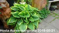 HostaAureo-marginata2018-05-21 (17)